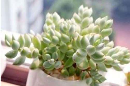 单反相机镜头功能介绍——国产无遮挡又黄又爽动态图，单反相机镜头功能深度解析
