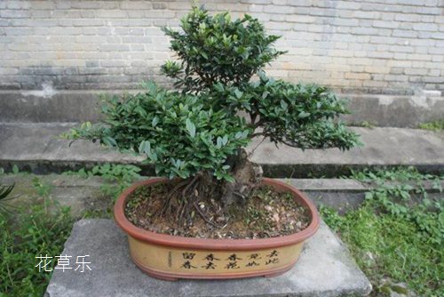 维他命k久久久久久精品无码中文字幕69，生命的守护者，你所不知道的健康秘密
